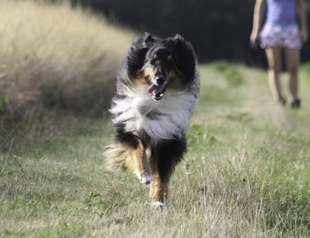honden_vakantie_(4)